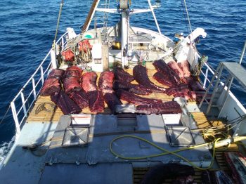 images_balene