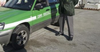 images_forestaleee
